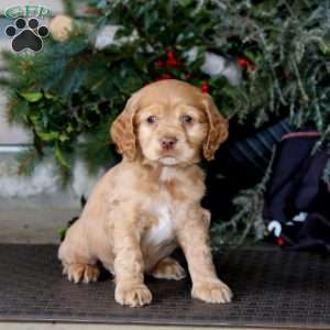 Timber, Cocker Spaniel Puppy