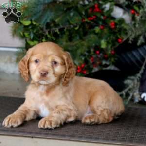 Timber, Cocker Spaniel Puppy