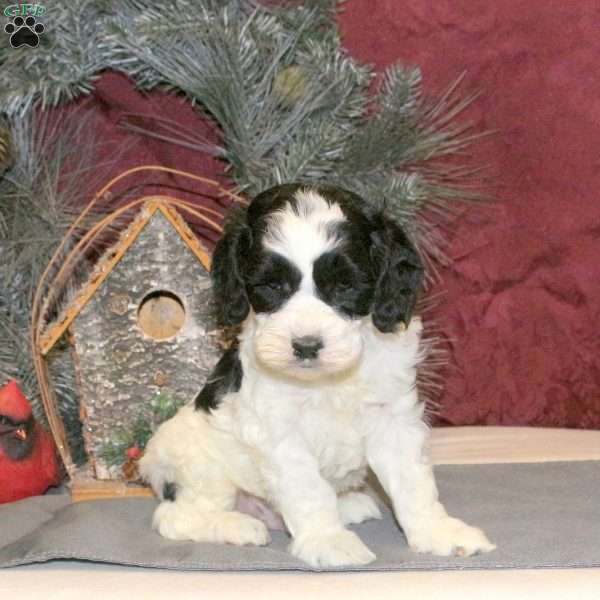 Timmy, Cockapoo Puppy