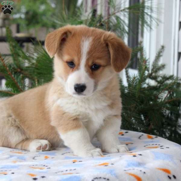 Timmy, Pembroke Welsh Corgi Puppy