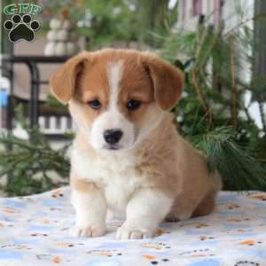 Timmy, Pembroke Welsh Corgi Puppy