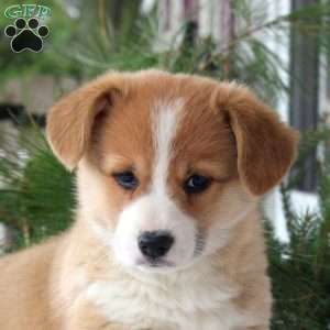 Timmy, Pembroke Welsh Corgi Puppy