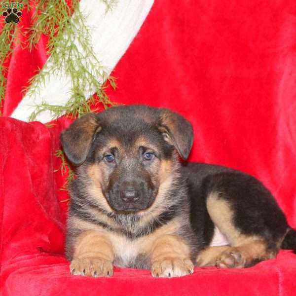 Timothy, German Shepherd Puppy