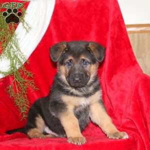 Timothy, German Shepherd Puppy