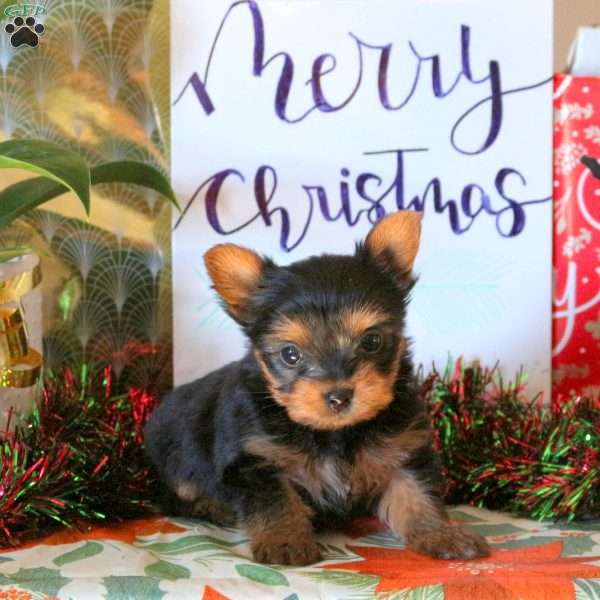 Timothy, Yorkie Puppy