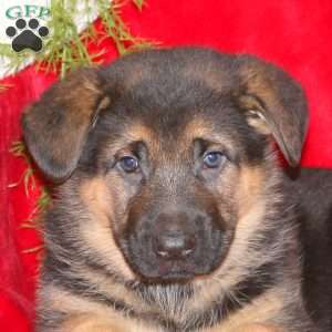 Timothy, German Shepherd Puppy