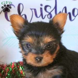 Timothy, Yorkie Puppy