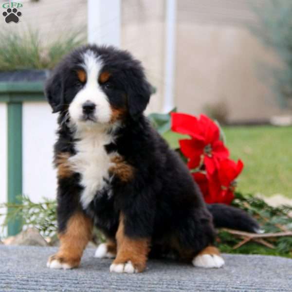 Tina, Bernese Mountain Dog Puppy