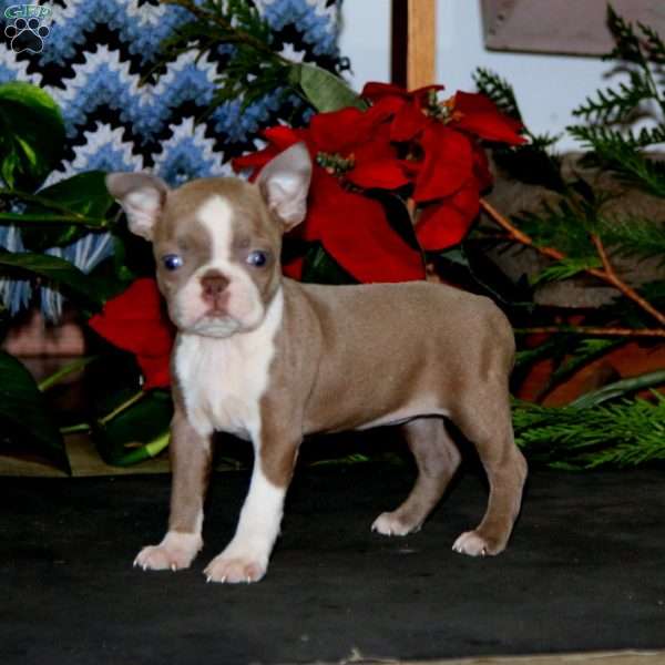 Tina, Boston Terrier Puppy