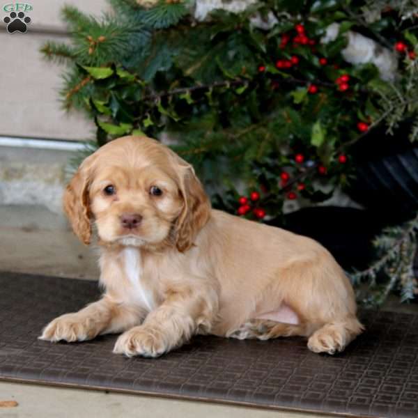 Tina, Cocker Spaniel Puppy