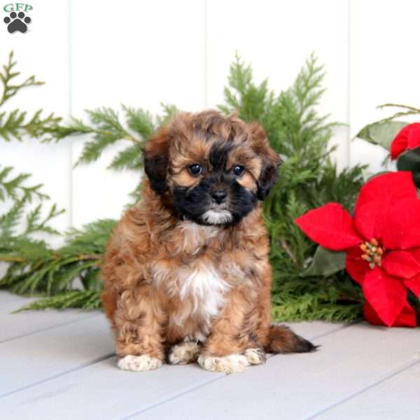 Tina, Shih-Poo Puppy