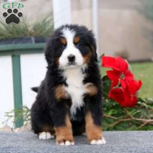 Tina, Bernese Mountain Dog Puppy