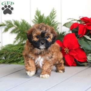 Tina, Shih-Poo Puppy