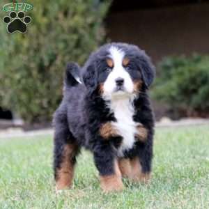 Tina, Bernese Mountain Dog Puppy