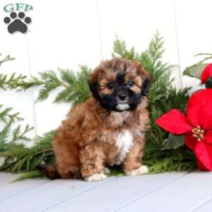 Tina, Shih-Poo Puppy