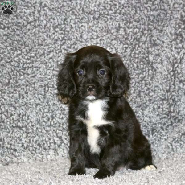 Tinker, Cavapoo Puppy