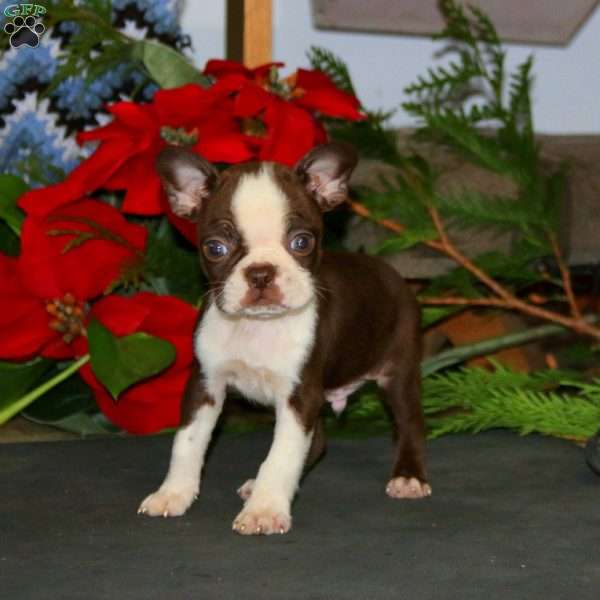 Tinker, Boston Terrier Puppy