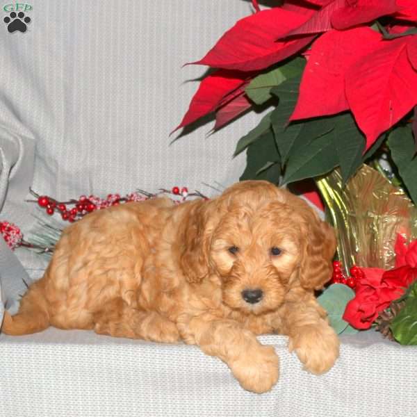 Tinkerbell, Mini Goldendoodle Puppy