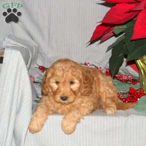 Tinkerbell, Mini Goldendoodle Puppy