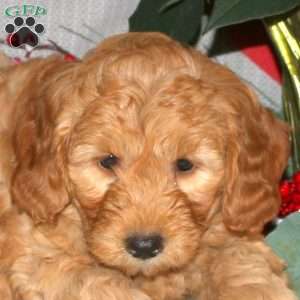 Tinkerbell, Mini Goldendoodle Puppy