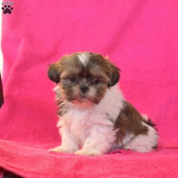 Tinsel, Shih Tzu Puppy