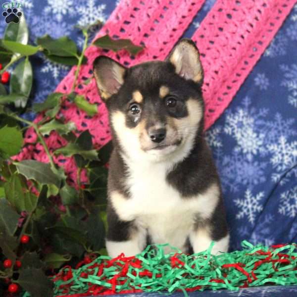 Tinsel, Shiba Inu Mix Puppy