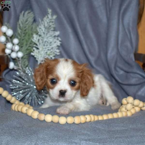 Tinsel, Cavalier King Charles Spaniel Puppy