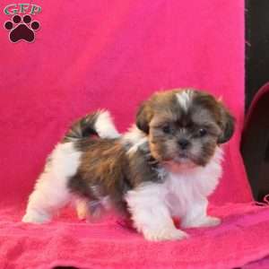 Tinsel, Shih Tzu Puppy