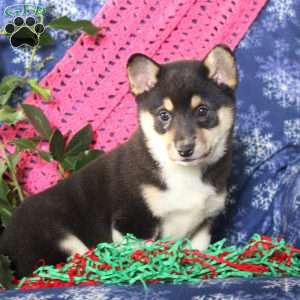 Tinsel, Shiba Inu Mix Puppy