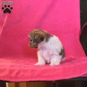 Tinsel, Shih Tzu Puppy