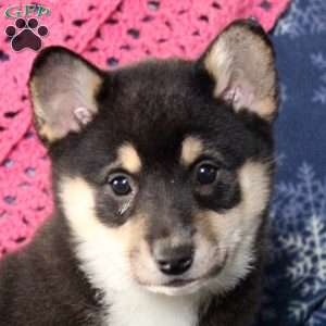 Tinsel, Shiba Inu Mix Puppy