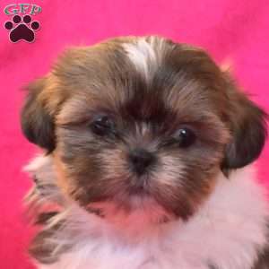 Tinsel, Shih Tzu Puppy