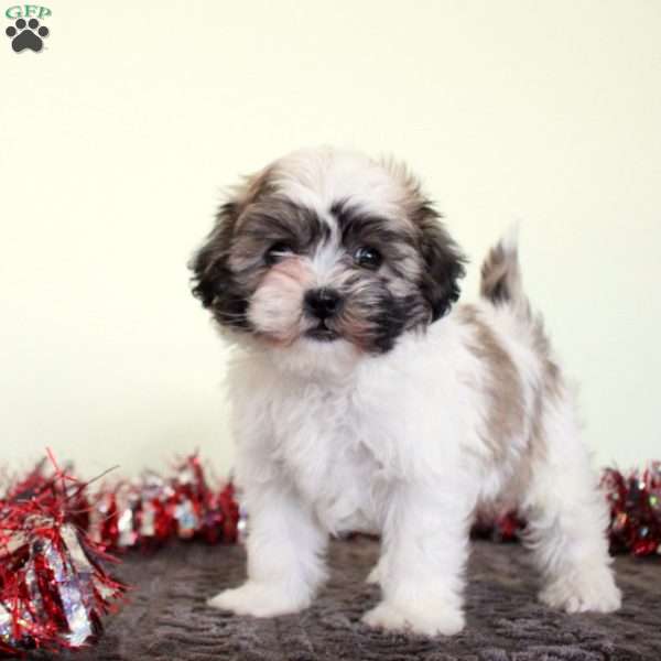 Tinsel, Teddy Bear Puppy