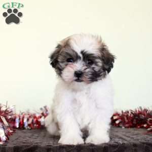 Tinsel, Teddy Bear Puppy