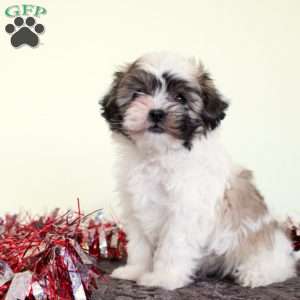 Tinsel, Teddy Bear Puppy