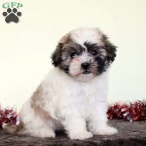 Tinsel, Teddy Bear Puppy