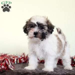 Tinsel, Teddy Bear Puppy