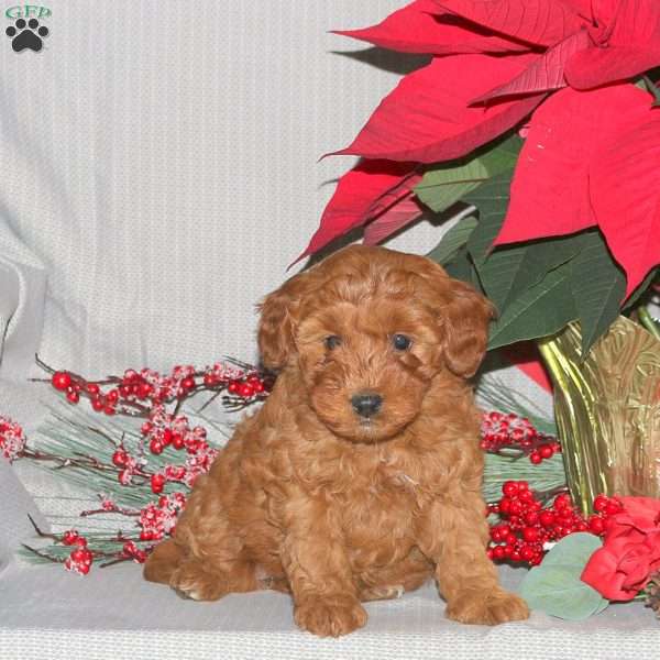 Tiny, Mini Goldendoodle Puppy