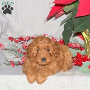 Tiny, Mini Goldendoodle Puppy