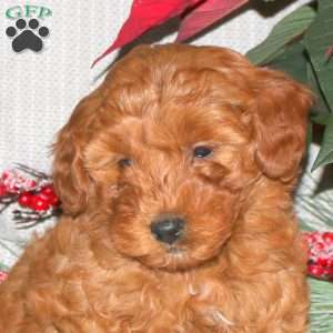 Tiny, Mini Goldendoodle Puppy