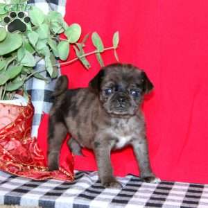 Tiny Tim, Pug Puppy