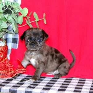 Tiny Tim, Pug Puppy