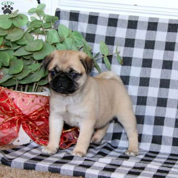 Tirazah, Pug Puppy