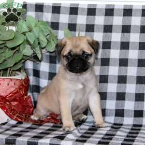 Tirazah, Pug Puppy