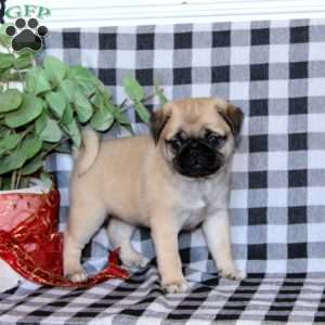 Tirazah, Pug Puppy