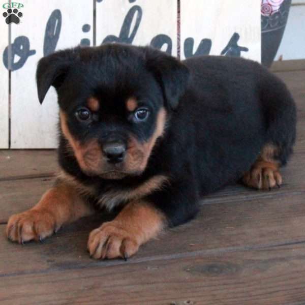 Titan, Rottweiler Puppy