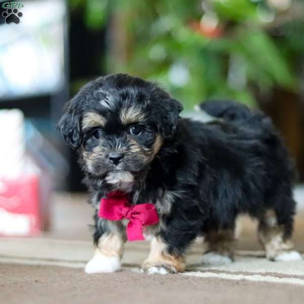 Titus, Shih-Poo Puppy