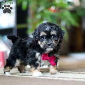 Titus, Shih-Poo Puppy