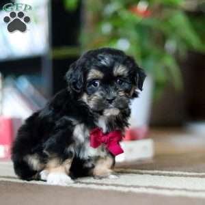 Titus, Shih-Poo Puppy