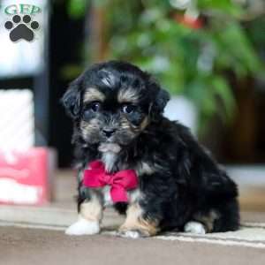 Titus, Shih-Poo Puppy